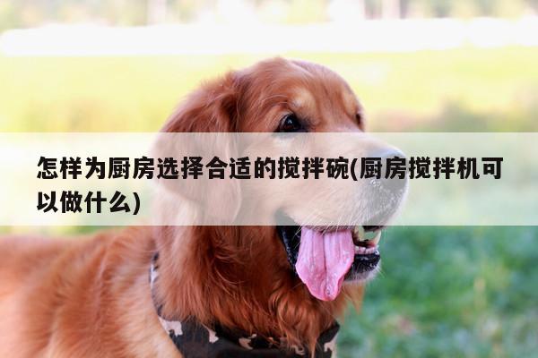 beat365|怎样为厨房选择合适的搅拌碗(厨房搅拌机可以做什么)