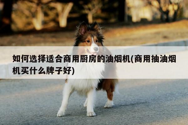 beat365-如何选择适合商用厨房的油烟机(商用抽油烟机买什么牌子好)