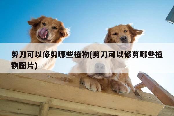 剪刀可以修剪哪些植物(剪刀可以修剪哪些植物图片)：beat365官网登录