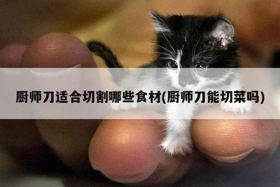 beat365官网登录：厨师刀适合切割哪些食材(厨师刀能切菜吗)